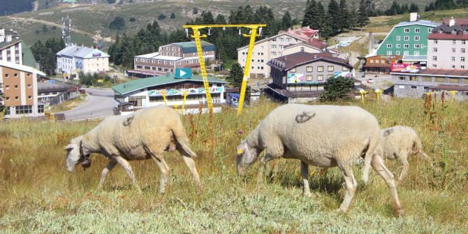 Bu koyunlar en lüks yerde otluyor