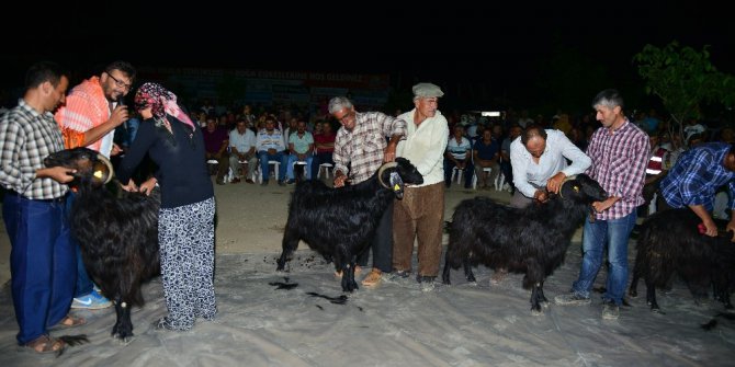 Karagöl Şenliğinde Keçi Kırkma yarışması
