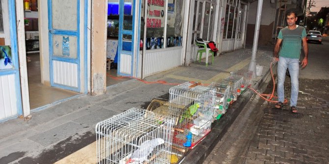 Süs hayvanları buz ile serinletiliyor