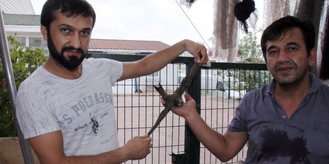 Bulduğu ebabil kuşuna sahip çıktı