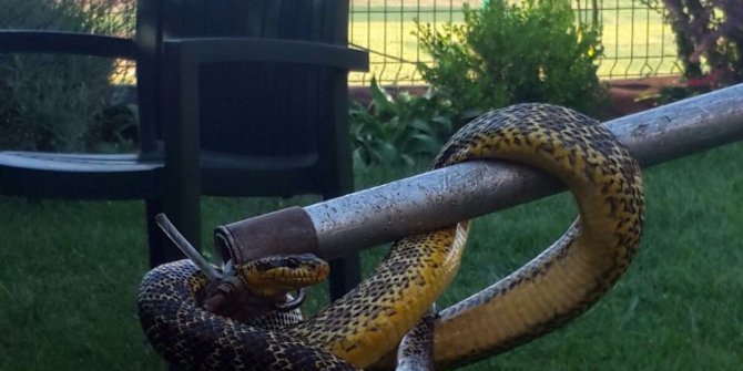 Kuş yuvasından yılan çıktı