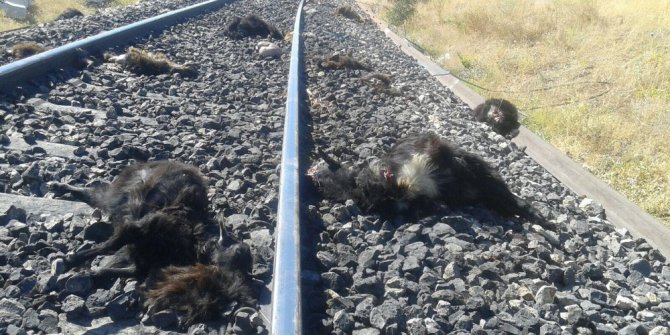 Elazığ’da trenin çarptığı 90 keçi telef oldu