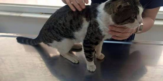 Antalya’da sokak kedisini tüfekle vurup yaraladılar