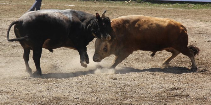 Ege’nin şampiyon boğaları Artvin’de Türkiyebirinciliği için arenaya çıktı