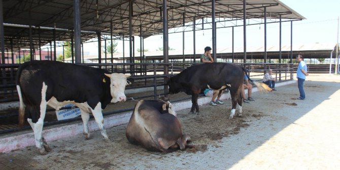 Sıcaklar kurbanlık pazarlarını da olumsuz etkiledi