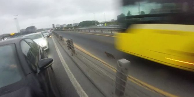 E-5’i birbirine katan kediyi kurtarma çabası kamerada