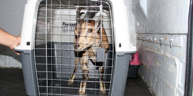 Uçuruma düşen yaralı dağ keçisi koruma altına alındı