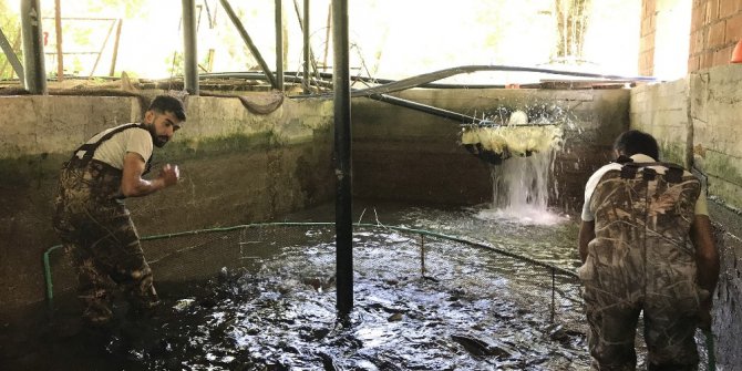 Yılda 25 milyon yavru üretiliyor