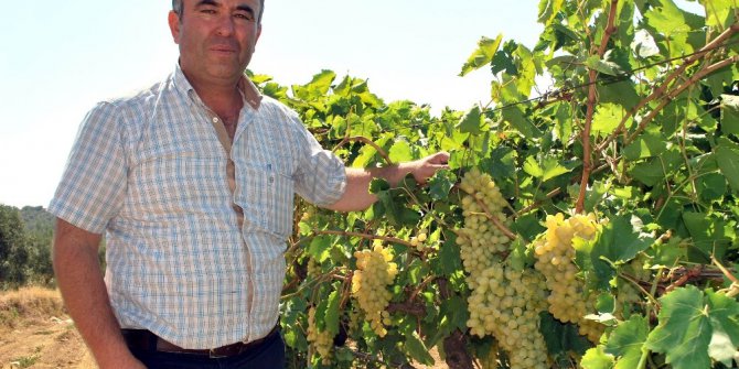 Üzüm kesim işçi ücretleri belirlendi