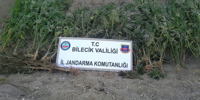 159 kök kenevir bitkisi ve bin 240 gram kubar esrar ele geçirildi