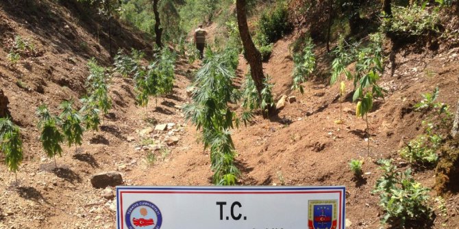 Ormanlık alana ekilmiş 254 kök hint keneviri ele geçirildi