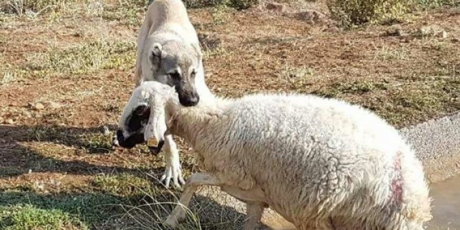 Anadolu aslanı boğulmakta olan koyunu ölümden kurtardı.