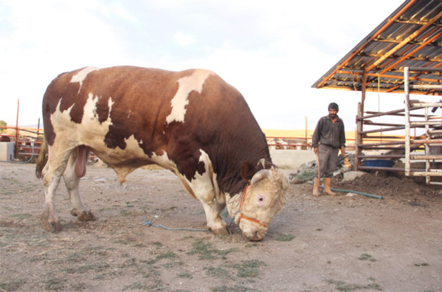Kurban Keseceklere Uyarı