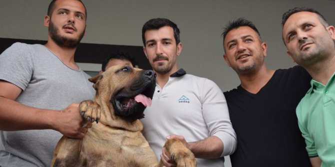 2016 yılında 7 SEDAŞ elamanını köpek ısırdı