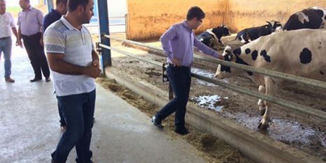 Kaymakam Düzgün kurbanlık satan besicileri denetliyor