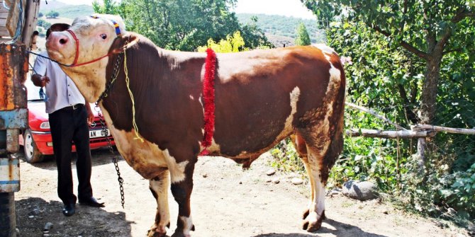 2 tonluk dev kurbanlık