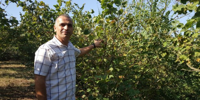 Düzce’de ilginç fındık hırsızlığı