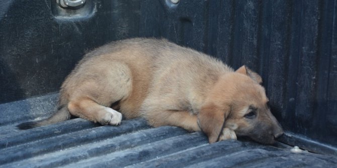 Savaştan kaçan sokak köpekleri toplanıyor