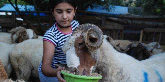 Kurbanlık koçları pazara inmeden sattı