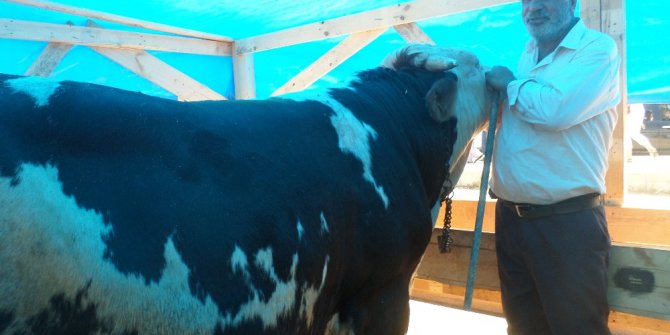 Patnoslu tosunlar Mudanya’da