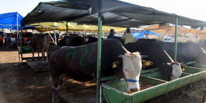 Aliağa’da kurban kesim yerleri ve ücretler açıklandı