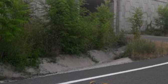 Ağaçların bakımsızlığı sürücülerin görüşünü engelliyor