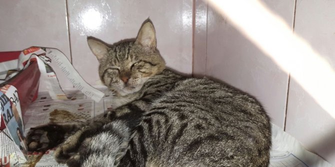 Bir kediyi daha tüfekle vurdular