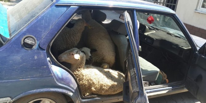 Hayvan hırsızları jandarma tarafından yakalandı