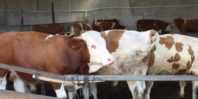 Hayvan satıcıları düvenin karaborsaya düşmesinden korkuyor