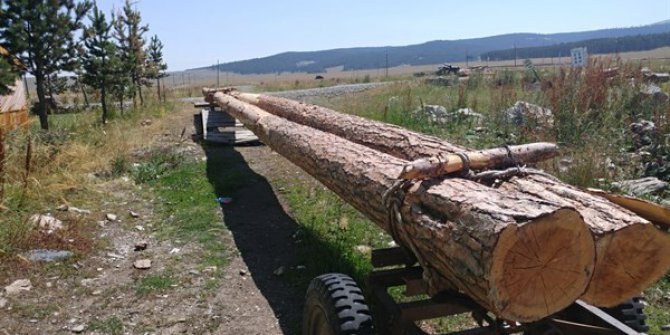 Şenkaya’da kaçak kesilmiş Sarıçam tomrukları ele geçirildi