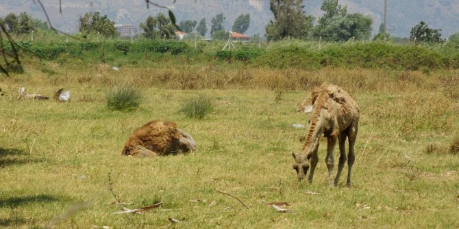Devesini bulana ödül verecek