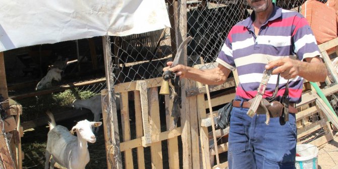 Çalınan keçilerden geriye zilleri kaldı