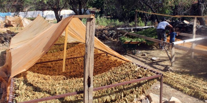 Tütünü makineyle çizip üretimi 10’a katladılar