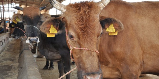 Kurban alırken bunlara dikkat