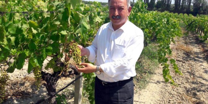 CHP’li Nurlu’dan kuru üzüm ihracatında teşvik primi isteği