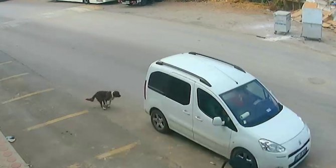 Antalya’da köpeğin ölümüne sebep olan araç sürücüsünün ehliyetine el konuldu