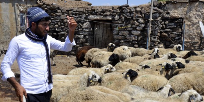 ÖSYM’nin hatası çoban Ahmet’in hayallerini yıktı
