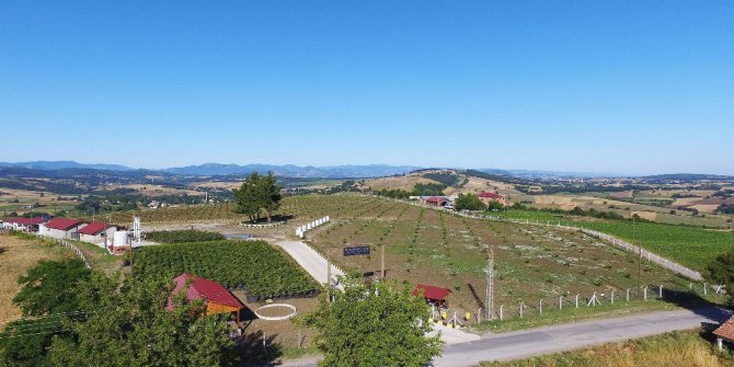 Türkiye’nin ilk fındık çiftliği Samsun’da kuruluyor