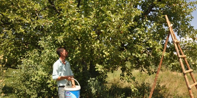 Muş’ta elma hasadı başladı