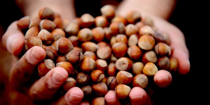 Fındık harmana indi, rekolte ve fiyat tartışmaları başladı