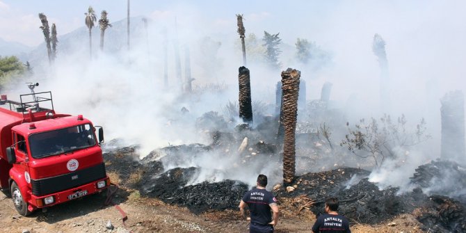 Palmiyeler yeniden tutuştu