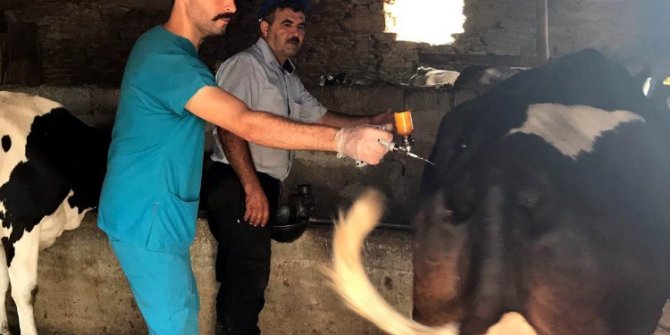 Şap hastalığından ari hale geliyor