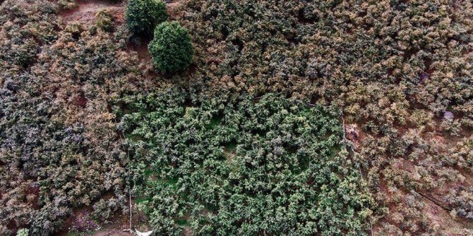 Fındık bahçelerinde damla sulama farkı