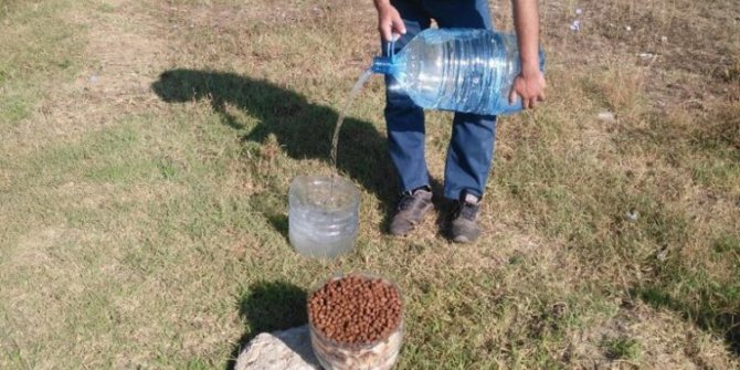 Sokak hayvanları sahipsiz değil