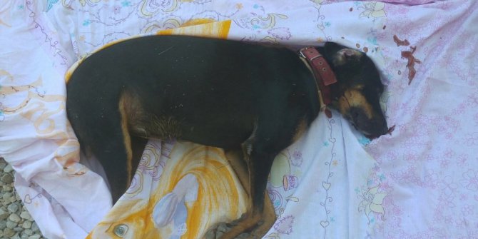 Milas’ta kedi ve köpekleri katlettiler