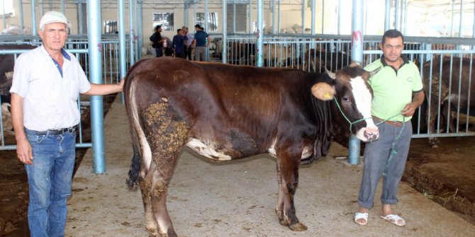 Denizli Hayvan Pazarı’nda 60 bin büyük ve küçükbaş hayvan satılacak