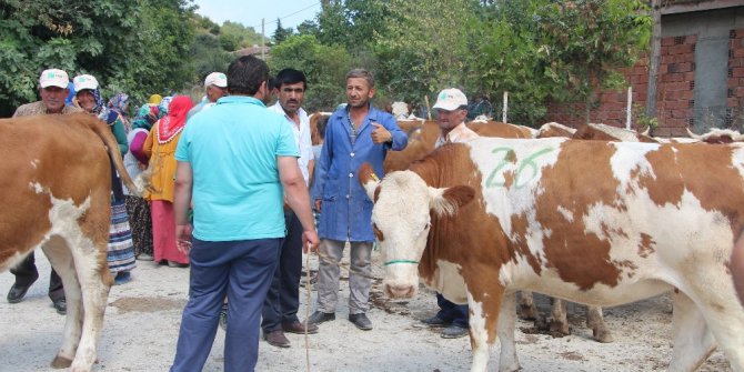 ORKÖY’den simental dopingi