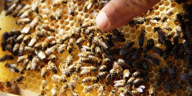 Sıcaklar bal üretimini azalttı