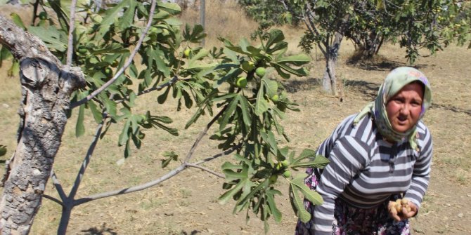 Aydın’da incir hasadı başladı