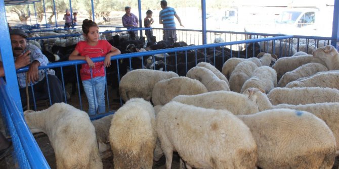 “Küçükbaş kurbanlık stokunda sıkıntı yok”